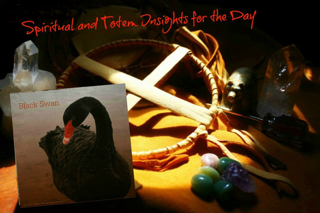 Spiritual and for the Day the Black Swan | bear Medicinewalker