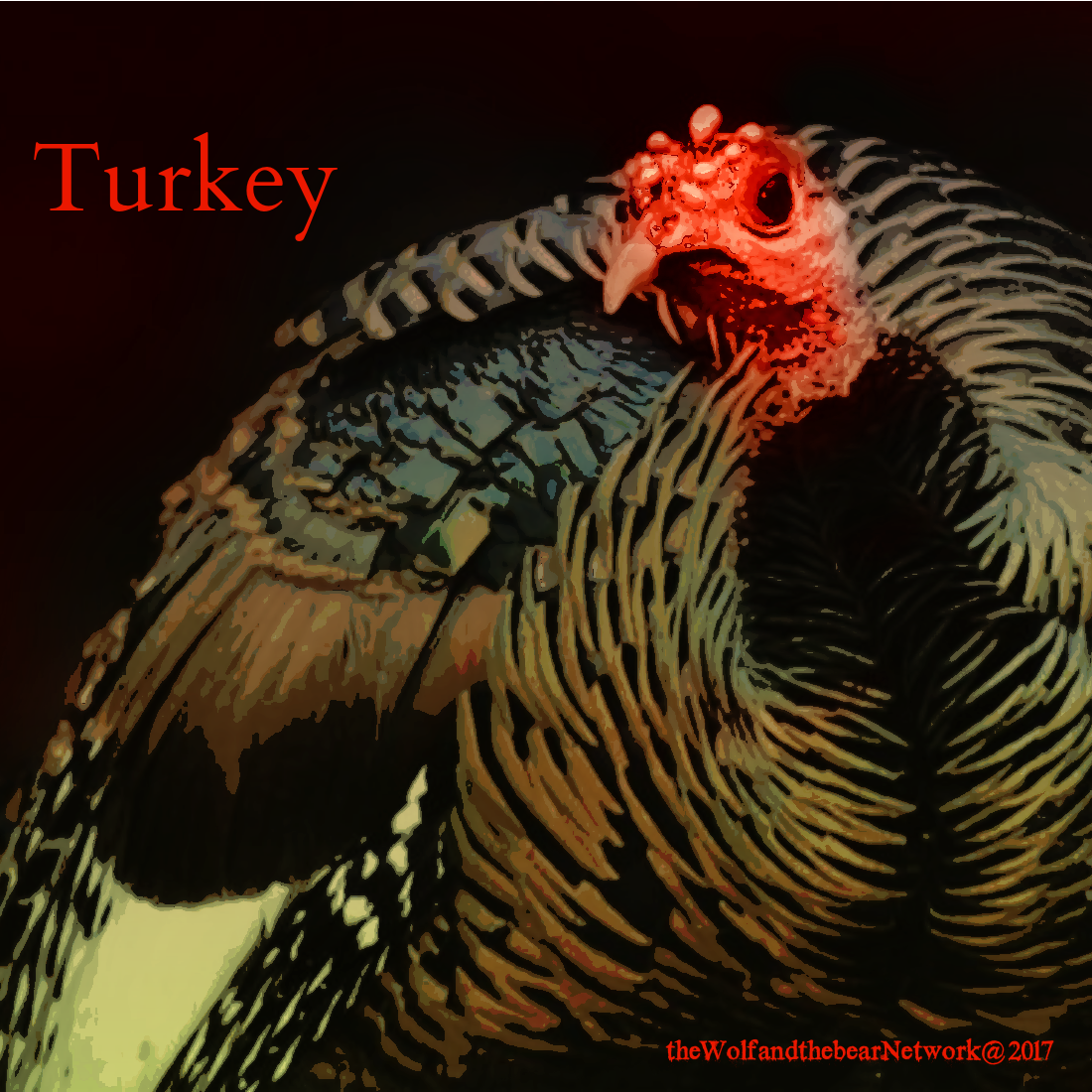 Spiritual and Totem Insights for the Day the Turkey bear Medicinewalker